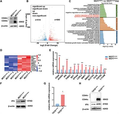CD44s-activated tPA/LRP1-NFκB pathway drives lamellipodia outgrowth in luminal-type breast cancer cells
